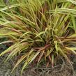 Rákosník japonský 'Naomi' - Hakonechloa macra 'Naomi'