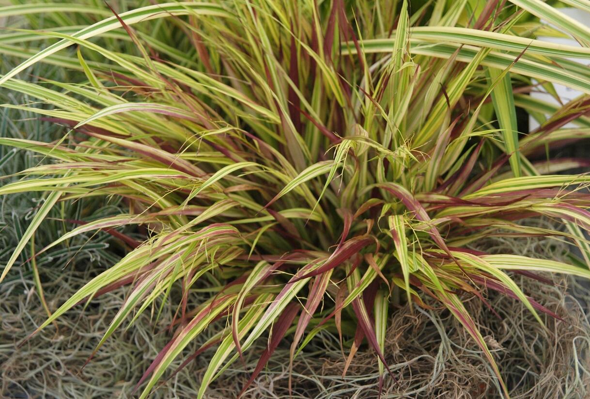 Rákosník japonský 'Naomi' - Hakonechloa macra 'Naomi'