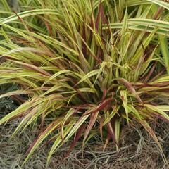 Rákosník japonský 'Naomi' - Hakonechloa macra 'Naomi'