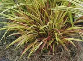 Rákosník japonský 'Naomi' - Hakonechloa macra 'Naomi'