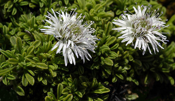 Koulenka 'Alba' - Globularia cordifolia 'Alba'