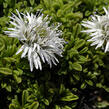 Koulenka 'Alba' - Globularia cordifolia 'Alba'