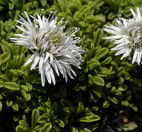 Koulenka 'Alba' - Globularia cordifolia 'Alba'