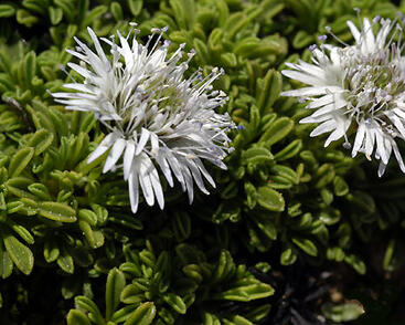 Koulenka 'Alba'