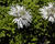Koulenka 'Alba'