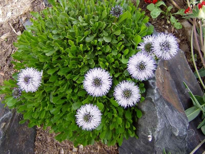 Koulenka 'Alba' - Globularia cordifolia 'Alba'