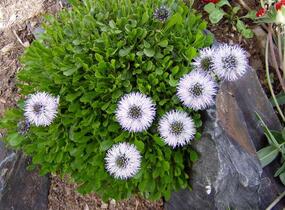 Koulenka 'Alba' - Globularia cordifolia 'Alba'