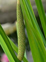 Puškvorec obecný - Acorus calamus