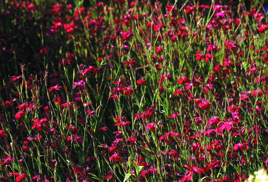 Hvozdík kropenatý 'Erectus' - Dianthus deltoides 'Erectus'