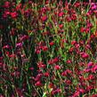 Hvozdík kropenatý 'Erectus' - Dianthus deltoides 'Erectus'