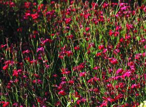 Hvozdík kropenatý 'Erectus' - Dianthus deltoides 'Erectus'