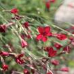 Hvozdík kropenatý 'Erectus' - Dianthus deltoides 'Erectus'