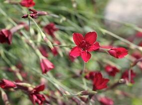 Hvozdík kropenatý 'Erectus' - Dianthus deltoides 'Erectus'