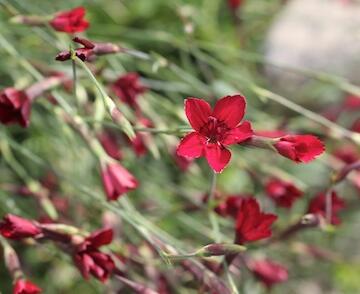 Hvozdík kropenatý 'Erectus'