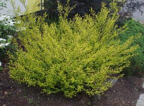 Bříza trpasličí 'Golden Treasure' - Betula nana 'Golden Treasure'