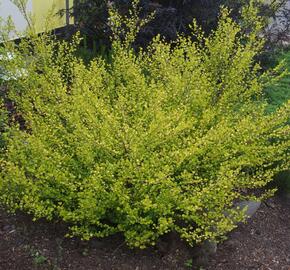 Bříza trpasličí 'Golden Treasure' - Betula nana 'Golden Treasure'