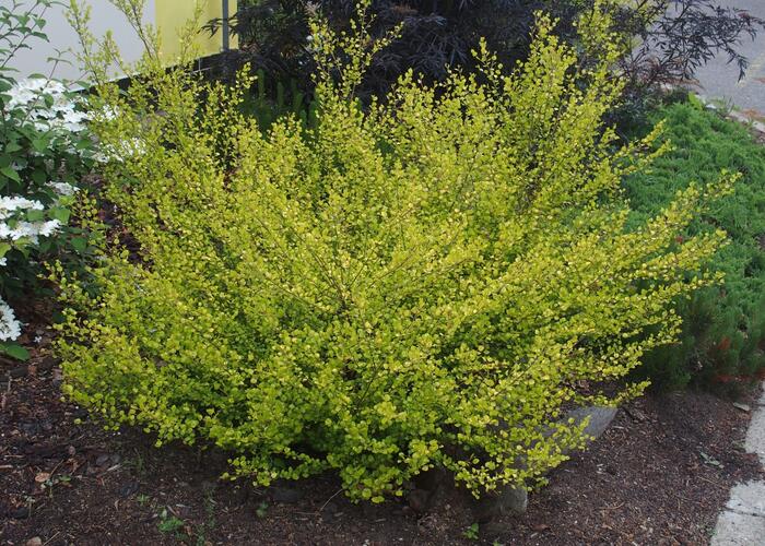 Bříza trpasličí 'Golden Treasure' - Betula nana 'Golden Treasure'