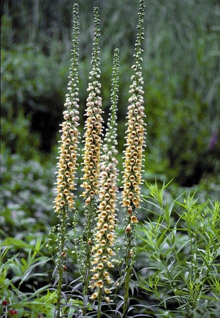 Náprstník rezavý 'Gelber Herold' - Digitalis ferruginea 'Gelber Herold'