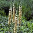 Náprstník rezavý 'Gelber Herold' - Digitalis ferruginea 'Gelber Herold'