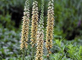 Náprstník rezavý 'Gelber Herold' - Digitalis ferruginea 'Gelber Herold'