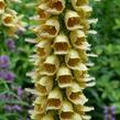 Náprstník rezavý 'Gelber Herold' - Digitalis ferruginea 'Gelber Herold'