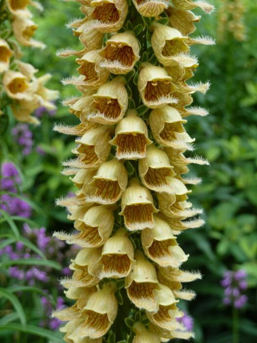 Náprstník rezavý 'Gelber Herold' - Digitalis ferruginea 'Gelber Herold'
