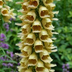 Náprstník rezavý 'Gelber Herold' - Digitalis ferruginea 'Gelber Herold'