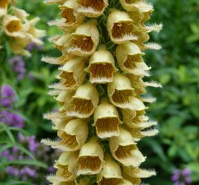 Náprstník rezavý 'Gelber Herold' - Digitalis ferruginea 'Gelber Herold'
