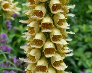 Náprstník rezavý 'Gelber Herold'