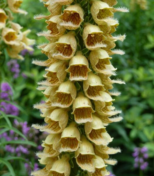 Náprstník rezavý 'Gelber Herold' - Digitalis ferruginea 'Gelber Herold'