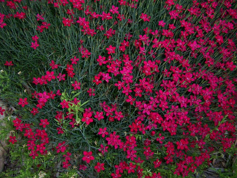 Hvozdík kropenatý 'Brilliant' - Dianthus deltoides 'Brilliant'