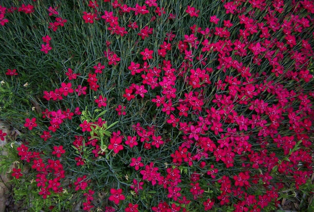 Hvozdík kropenatý 'Brilliant' - Dianthus deltoides 'Brilliant'