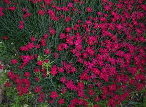 Hvozdík kropenatý 'Brilliant' - Dianthus deltoides 'Brilliant'