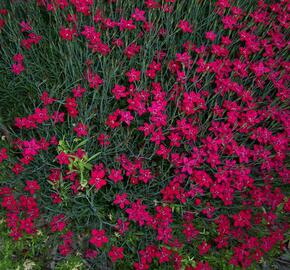 Hvozdík kropenatý 'Brilliant' - Dianthus deltoides 'Brilliant'