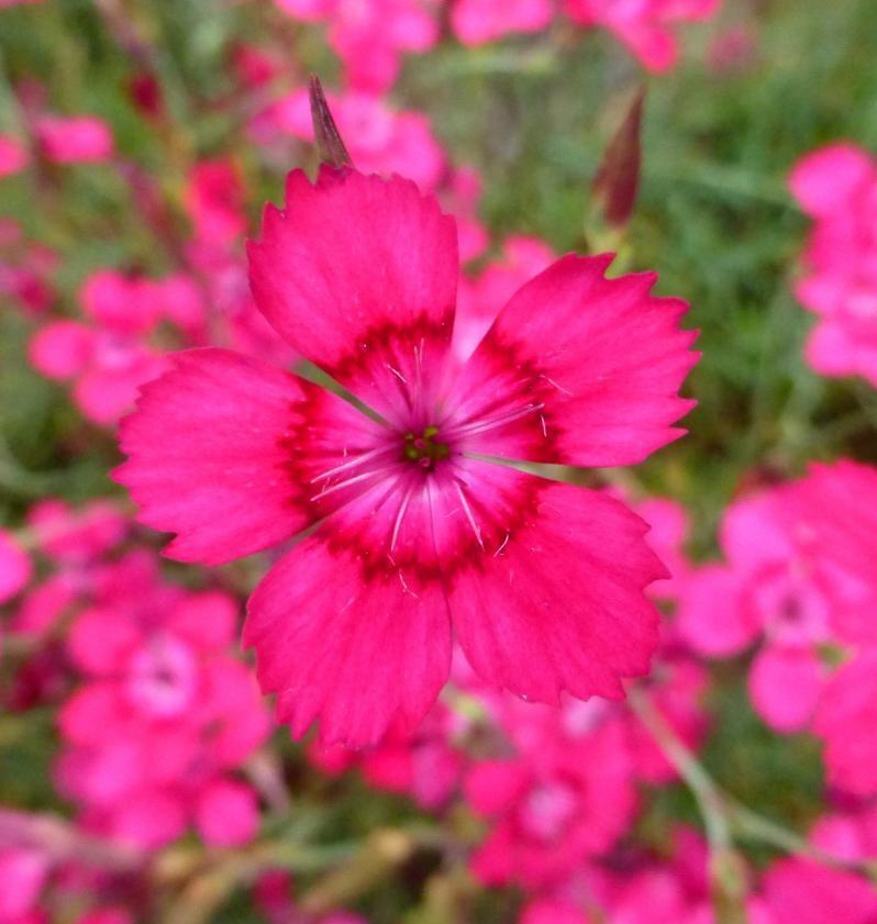 Hvozdík kropenatý 'Brilliant' - Dianthus deltoides 'Brilliant'