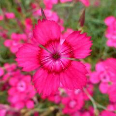 Hvozdík kropenatý 'Brilliant' - Dianthus deltoides 'Brilliant'