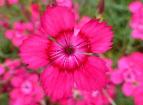 Hvozdík kropenatý 'Brilliant' - Dianthus deltoides 'Brilliant'