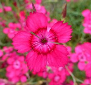 Hvozdík kropenatý 'Brilliant' - Dianthus deltoides 'Brilliant'