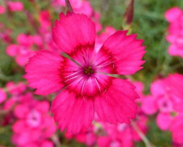 Hvozdík kropenatý 'Brilliant'