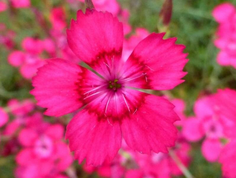 Hvozdík kropenatý 'Brilliant' - Dianthus deltoides 'Brilliant'