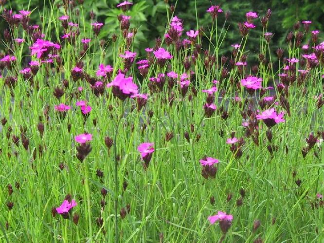 Hvozdík kartouzek - Dianthus carthusianorum