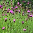 Hvozdík kartouzek - Dianthus carthusianorum