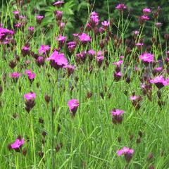 Hvozdík kartouzek - Dianthus carthusianorum