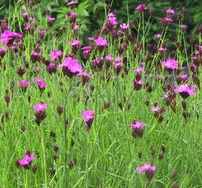 Hvozdík kartouzek - Dianthus carthusianorum