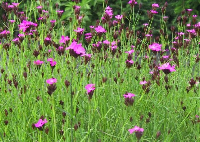 Hvozdík kartouzek - Dianthus carthusianorum