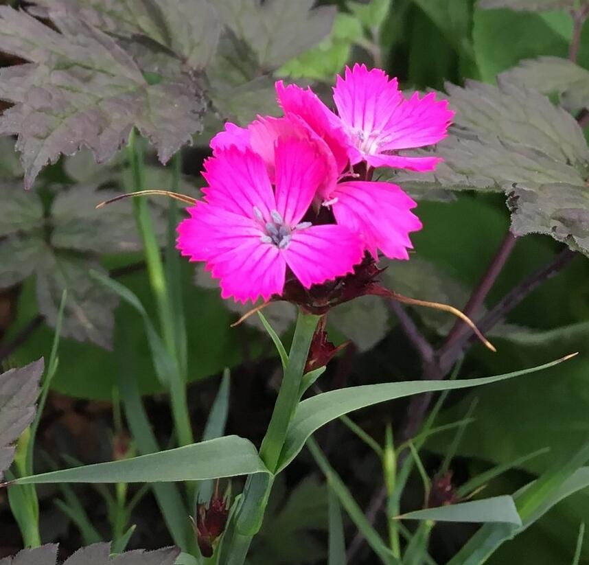 Hvozdík kartouzek - Dianthus carthusianorum