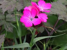Hvozdík kartouzek - Dianthus carthusianorum