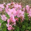 Kakost 'Bressingham Pink' - Geranium dalmaticum 'Bressingham Pink'