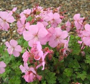 Kakost 'Bressingham Pink' - Geranium dalmaticum 'Bressingham Pink'