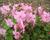 Kakost 'Bressingham Pink'